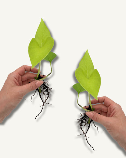 Golden Pothos | bewurzelter Ableger