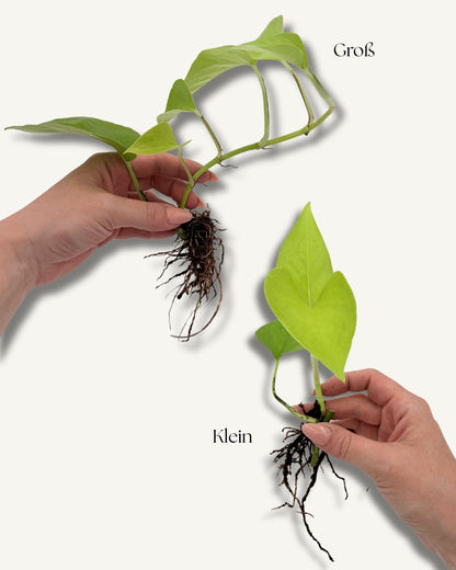 Golden Pothos Groß und klein Ableger