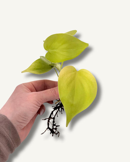 Golden Pothos – Ableger in der Hand (Größenbeispiel)