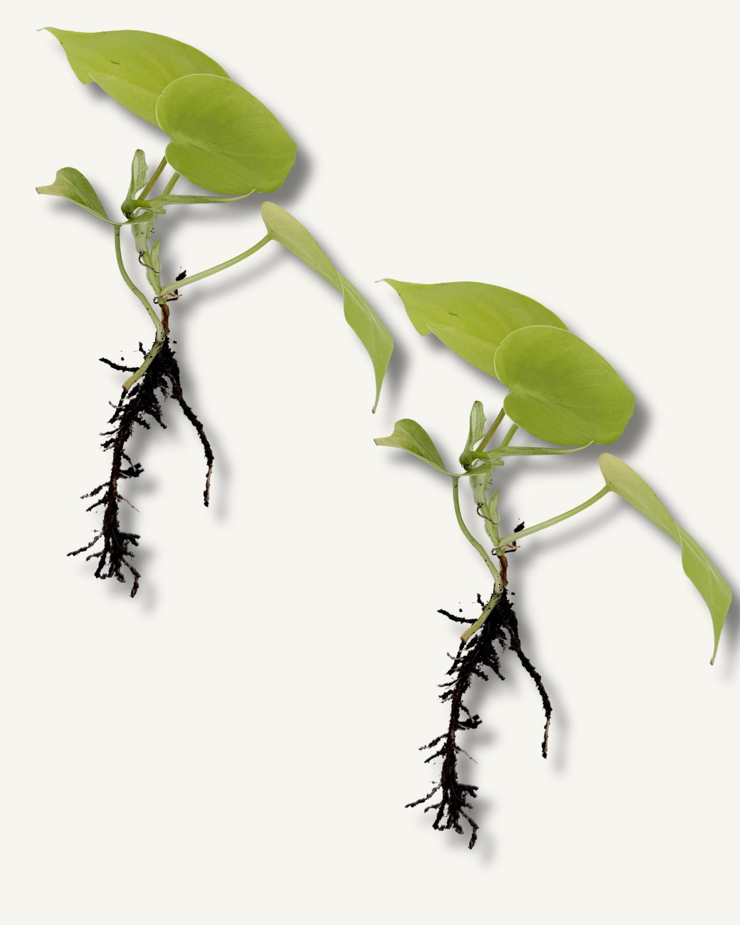 golden pothos ableger 2er set