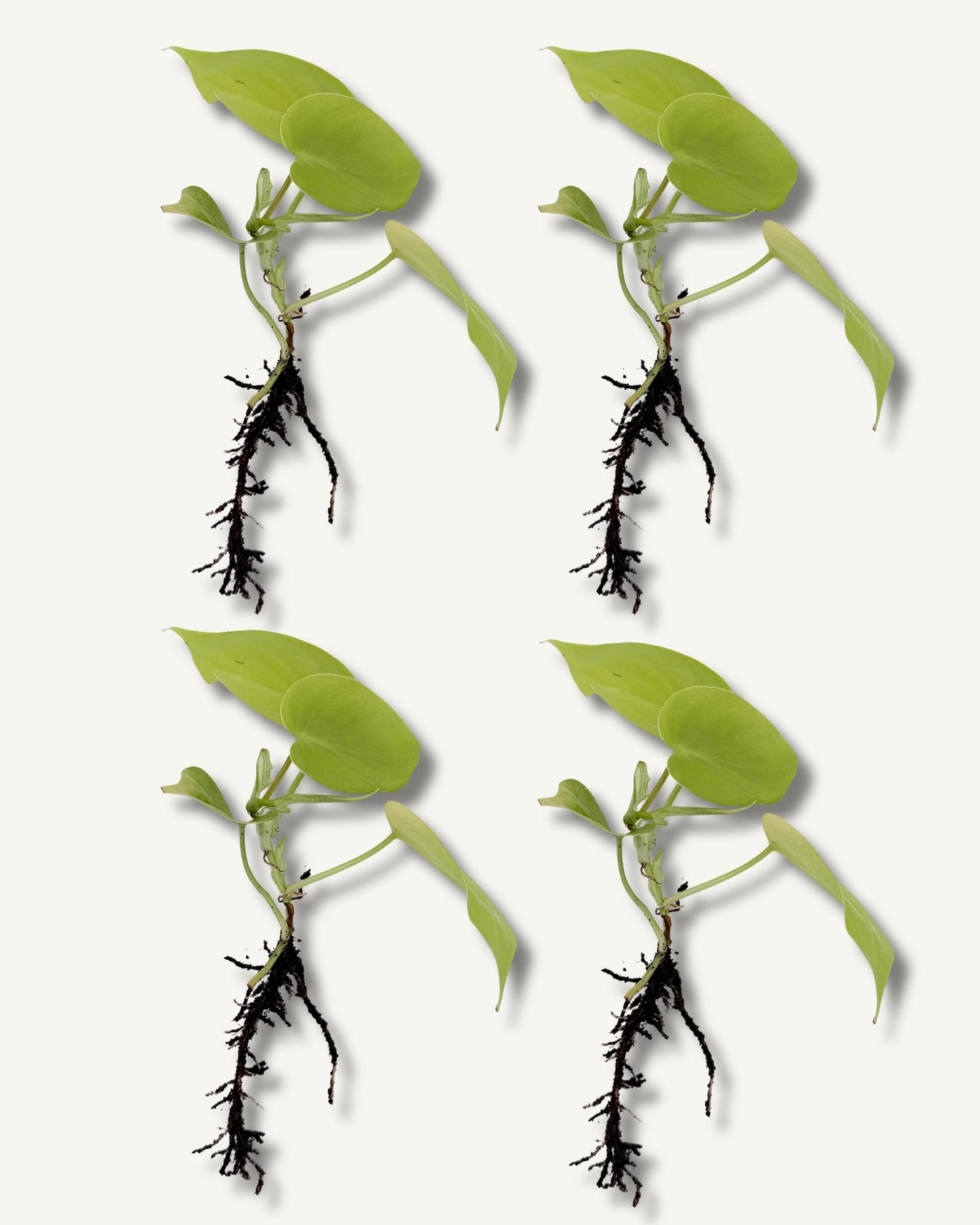 golden pothos ableger 4er set