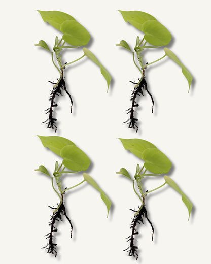 golden pothos ableger 4er set