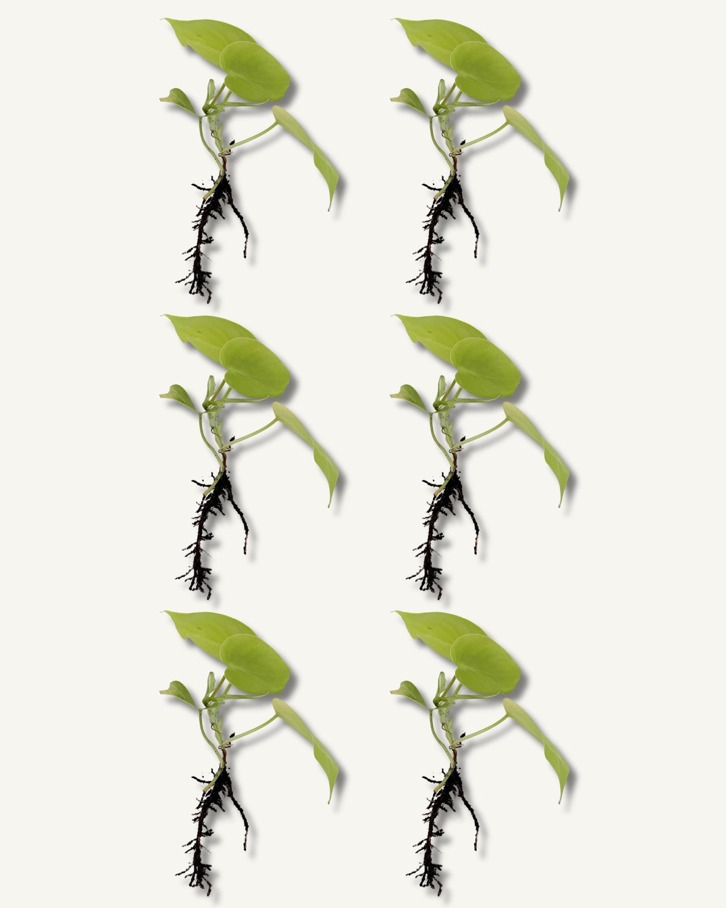 golden pothos ableger 6er set