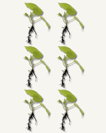 golden pothos ableger 6er set