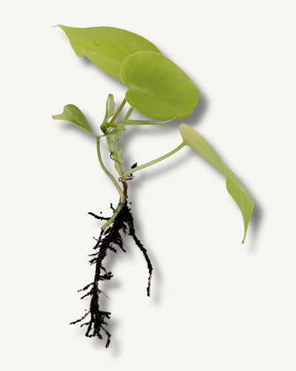 Golden Pothos (Epipremnum aureum) – bewurzelter Ableger
