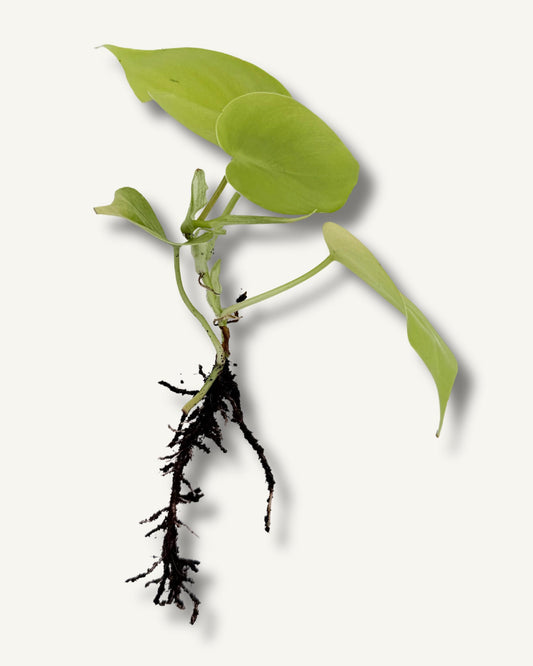 Golden Pothos (Epipremnum aureum) – bewurzelter Ableger