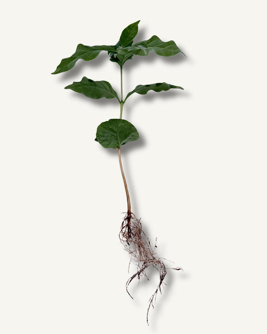 Kaffeepflanze (Coffea arabica) – bewurzelter Ableger