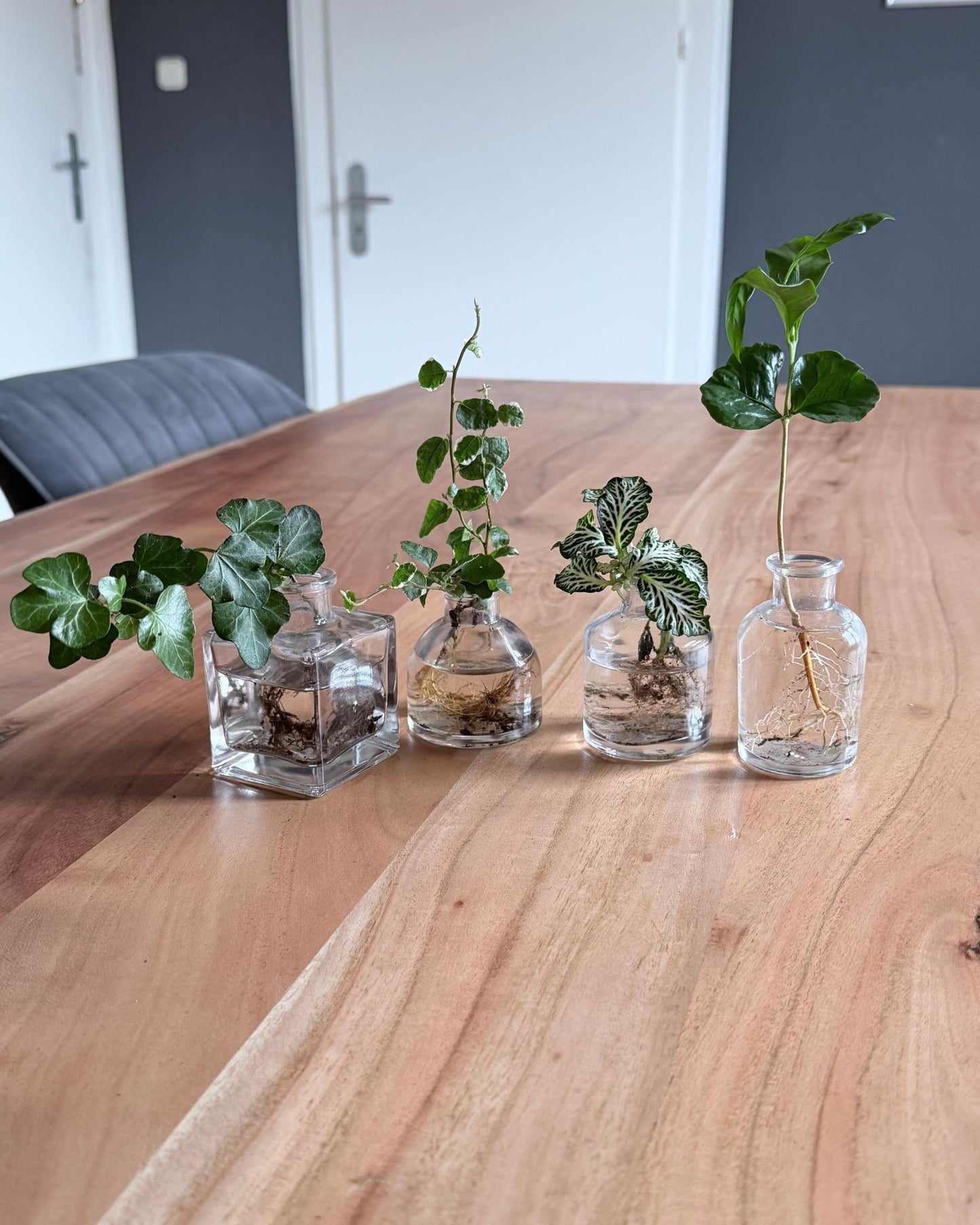 Pflanzenableger mini set