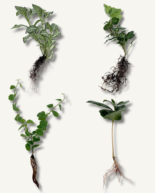 unser mini jungle set mit 4 beliebten ablegern