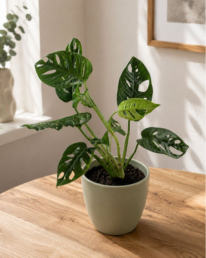 monstera adansonii eingepflanzt
