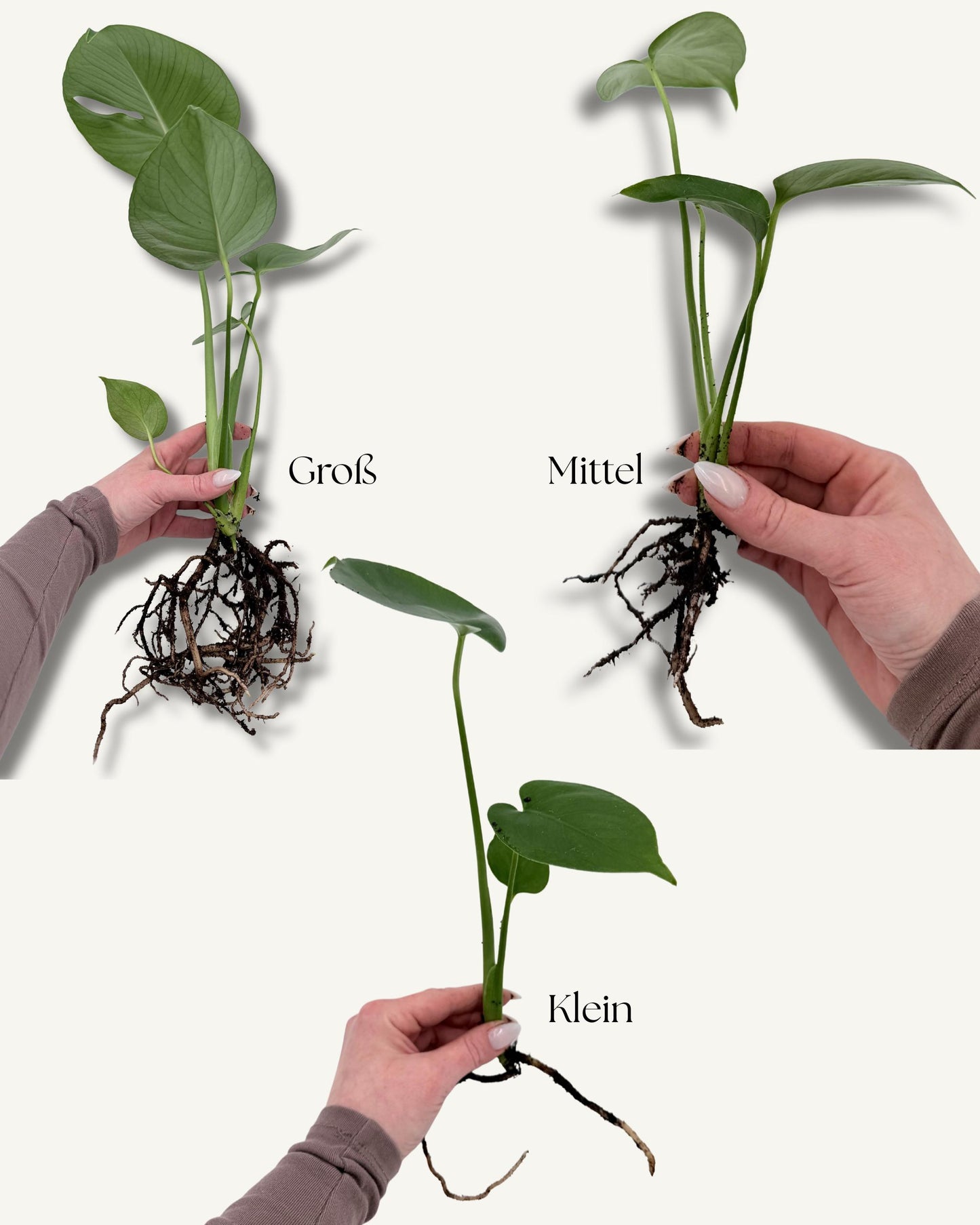 Monstera deliciosa – Ableger in der Hand (Größenbeispiel)