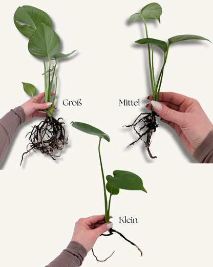 Monstera deliciosa – Ableger in der Hand (Größenbeispiel)
