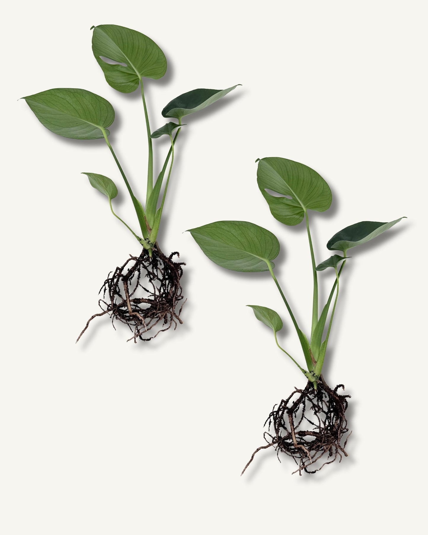monstera deliciosa ableger 2er set groß