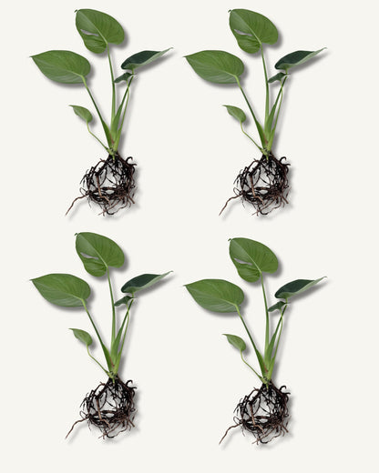 monstera deliciosa ableger 4er set groß