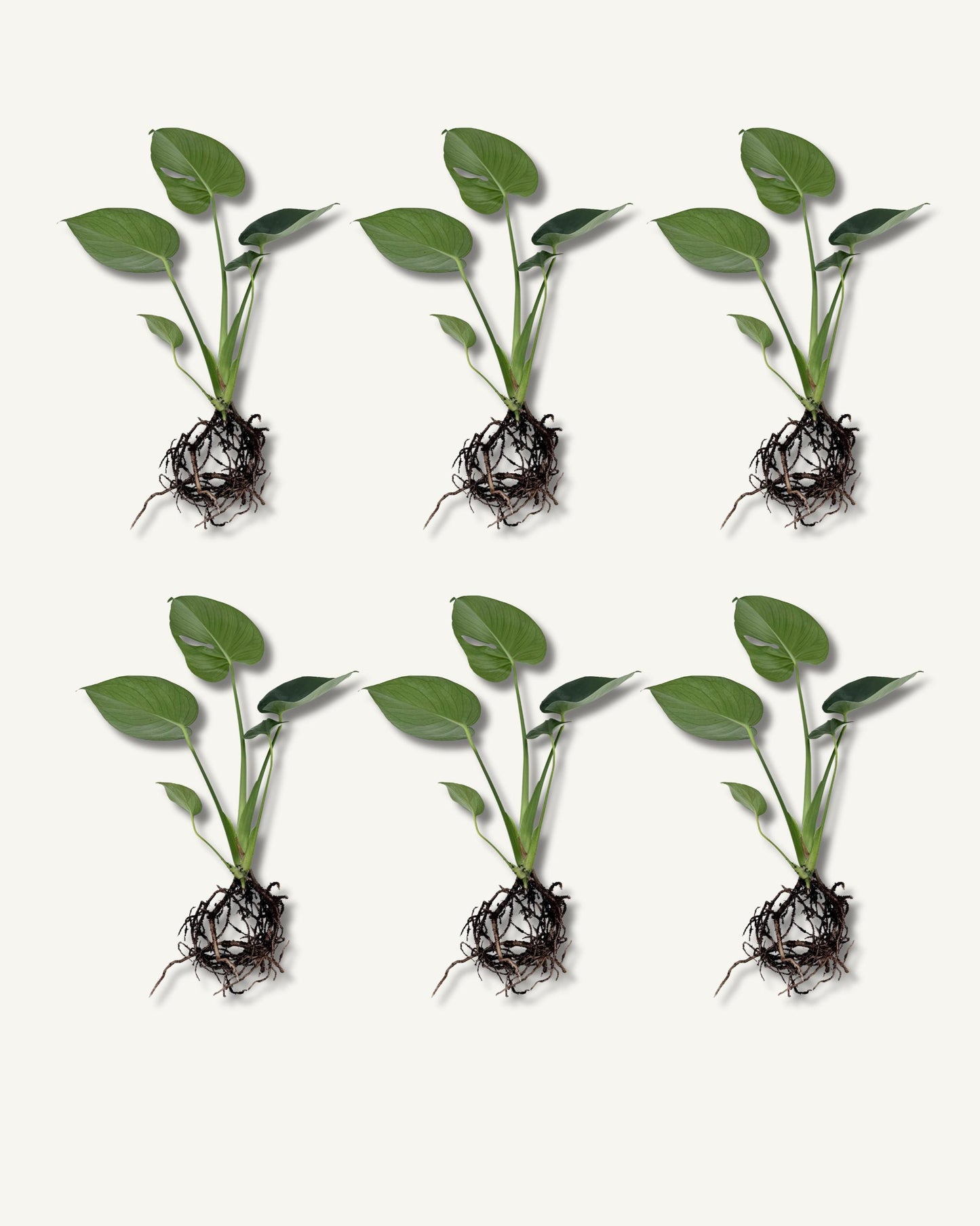 monstera deliciosa ableger 6er set groß