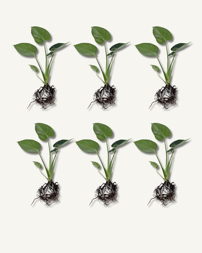 monstera deliciosa ableger 6er set groß