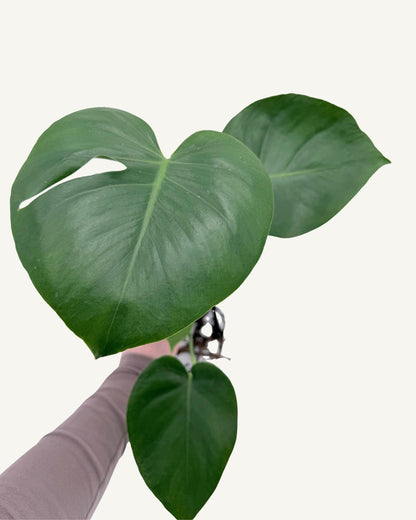 Monstera deliciosa – Blattstruktur Nahaufnahme