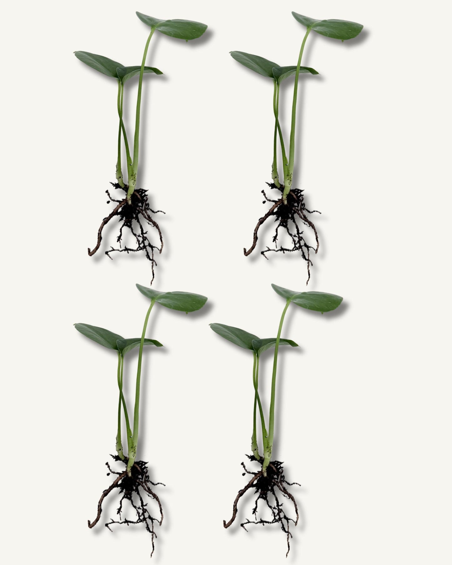monstera deliciosa ableger 4er set klein
