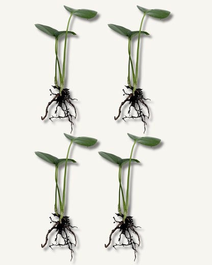 monstera deliciosa ableger 4er set klein