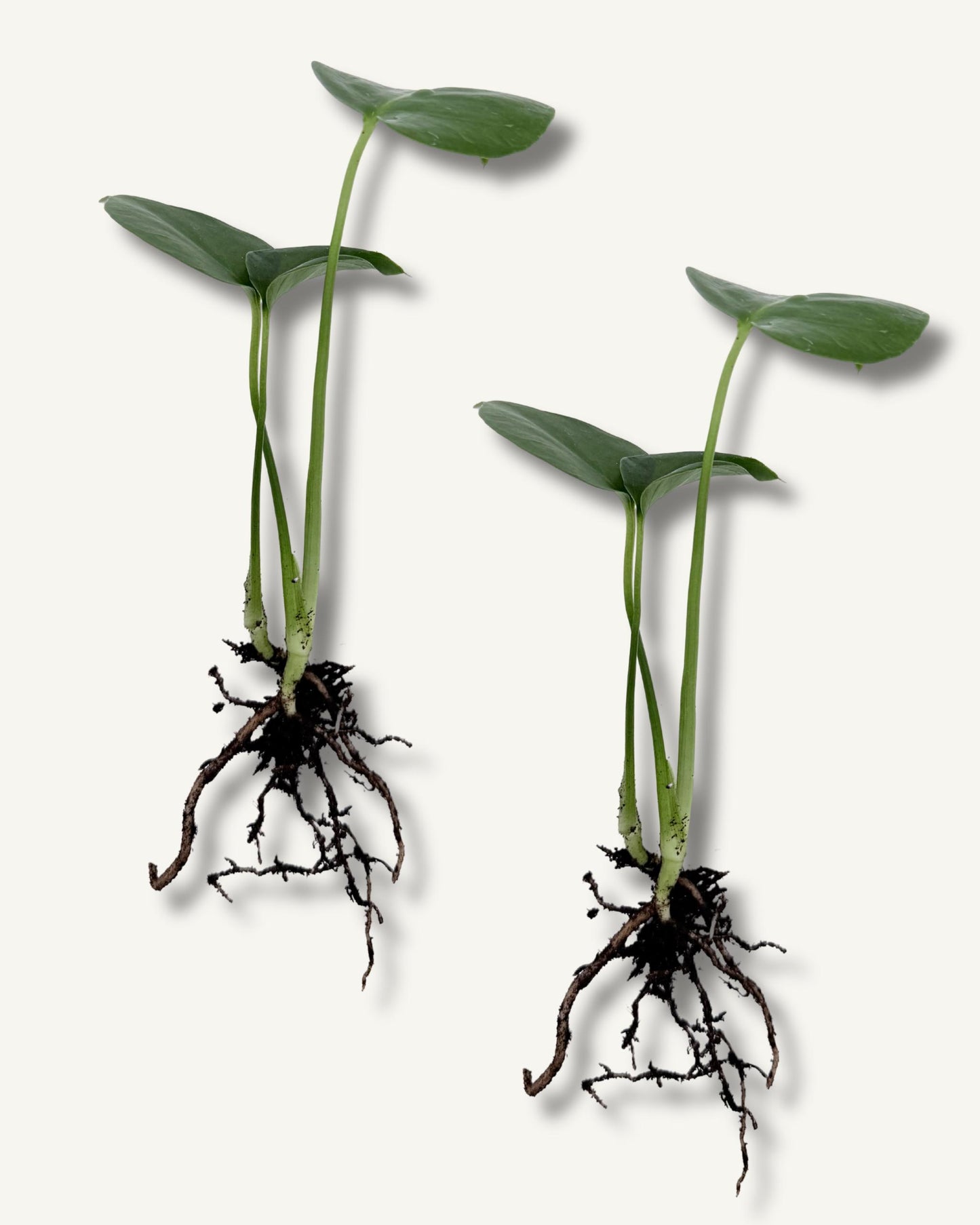 monstera deliciosa ableger 2er set klein