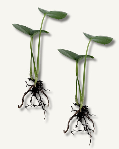 monstera deliciosa ableger 2er set klein