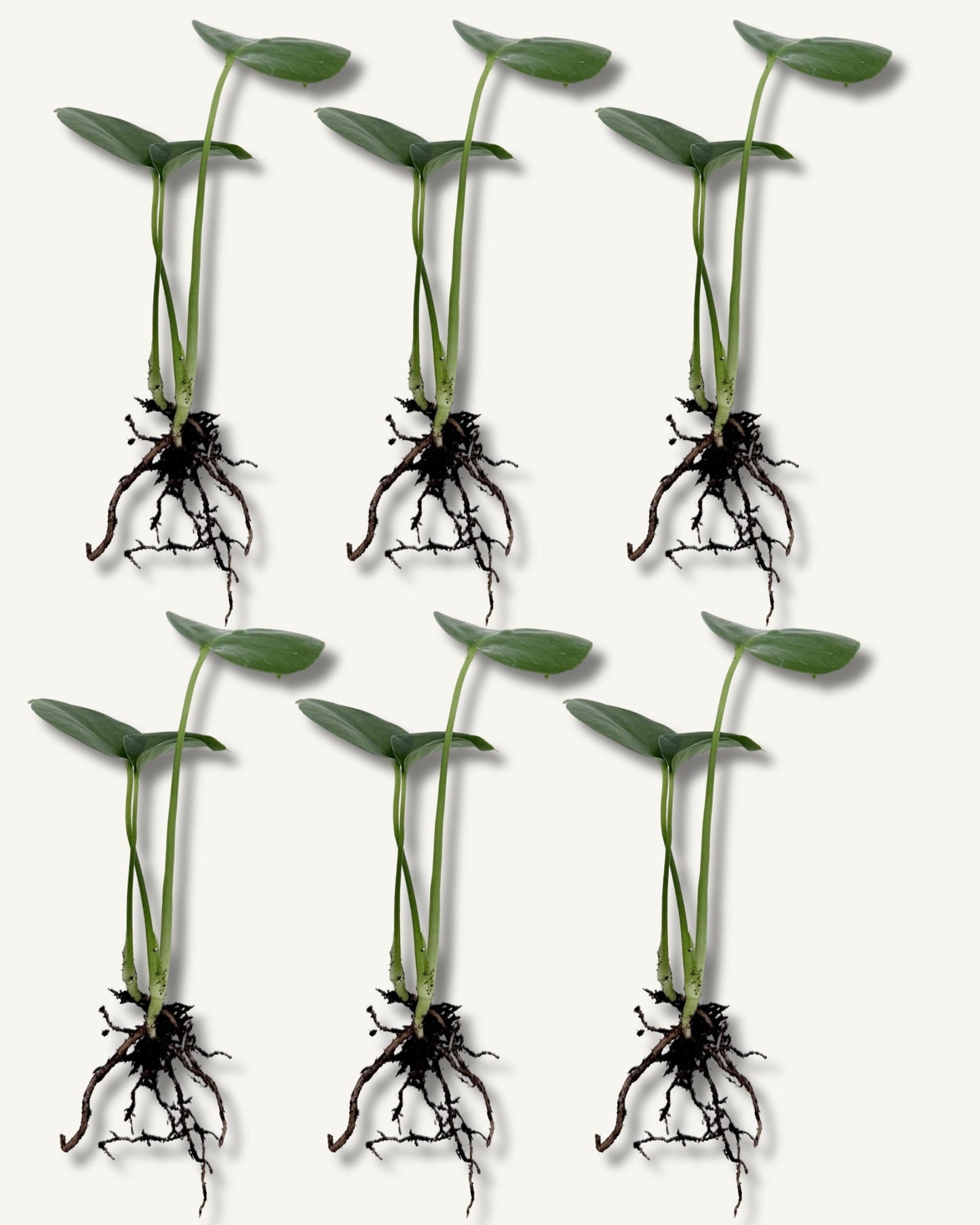 monstera deliciosa ableger 6er set klein