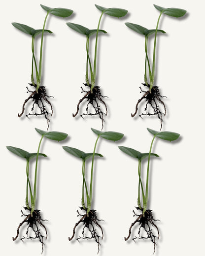 monstera deliciosa ableger 6er set klein