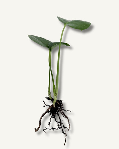 Monstera deliciosa – bewurzelter Ableger gehalten