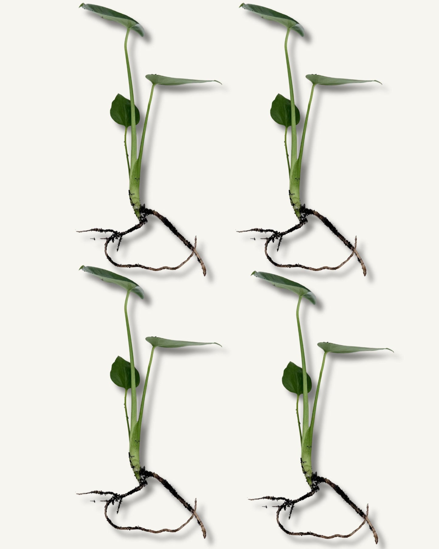 monstera deliciosa ableger 4er set mittel