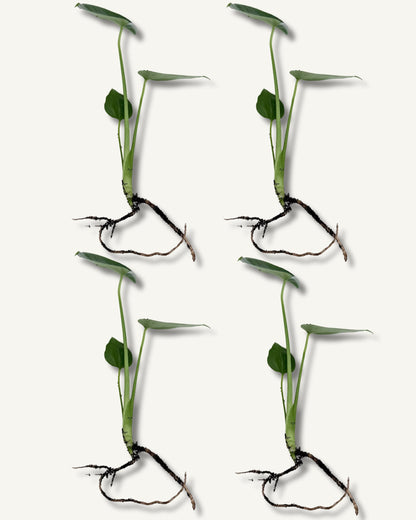 monstera deliciosa ableger 4er set mittel