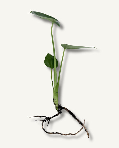 Monstera deliciosa – Blattadern Nahaufnahme klein