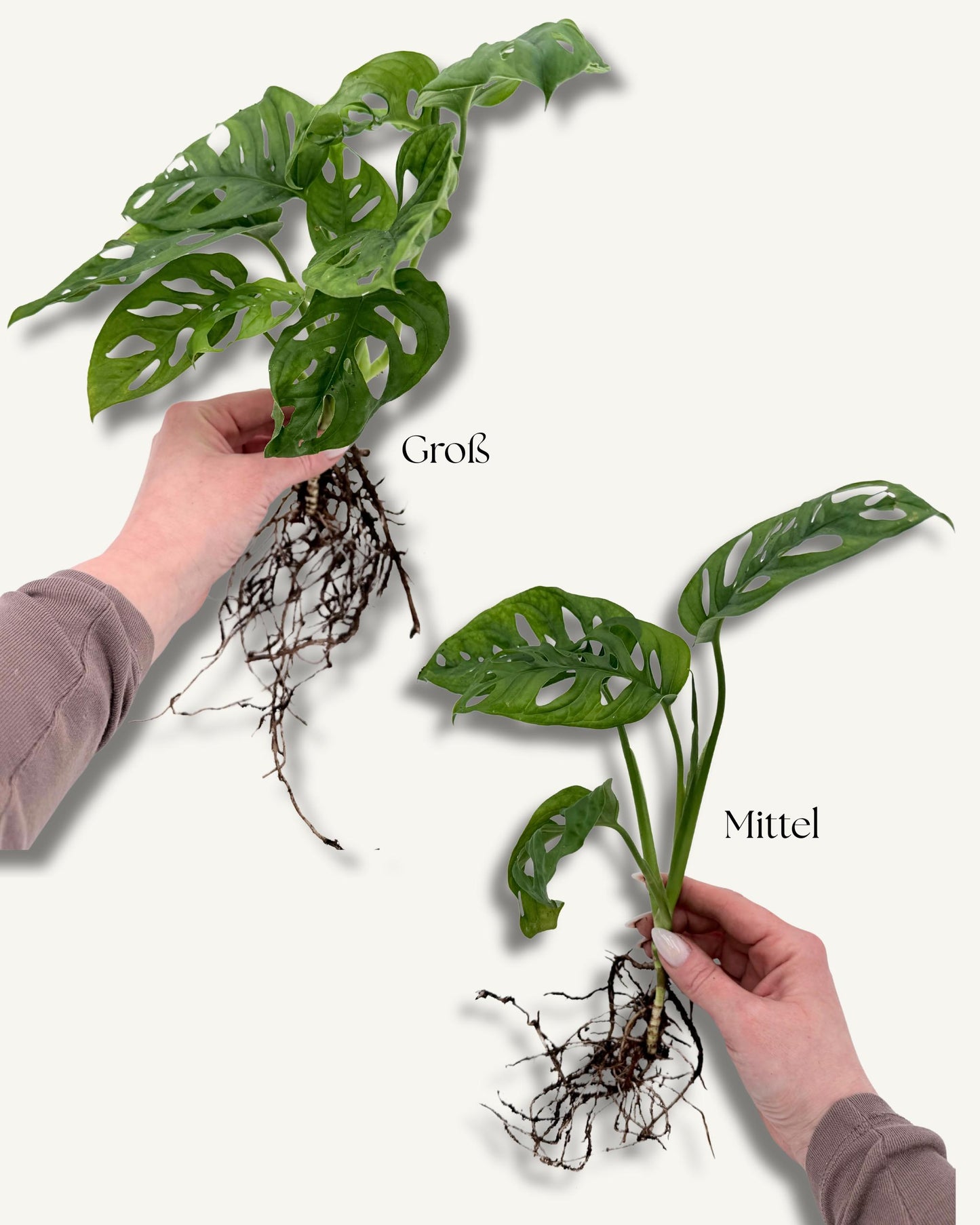 Monstera Monkey Face – Ableger in der Hand (Größenbeispiel)