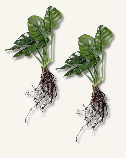 monstera monkey face ableger 2er set