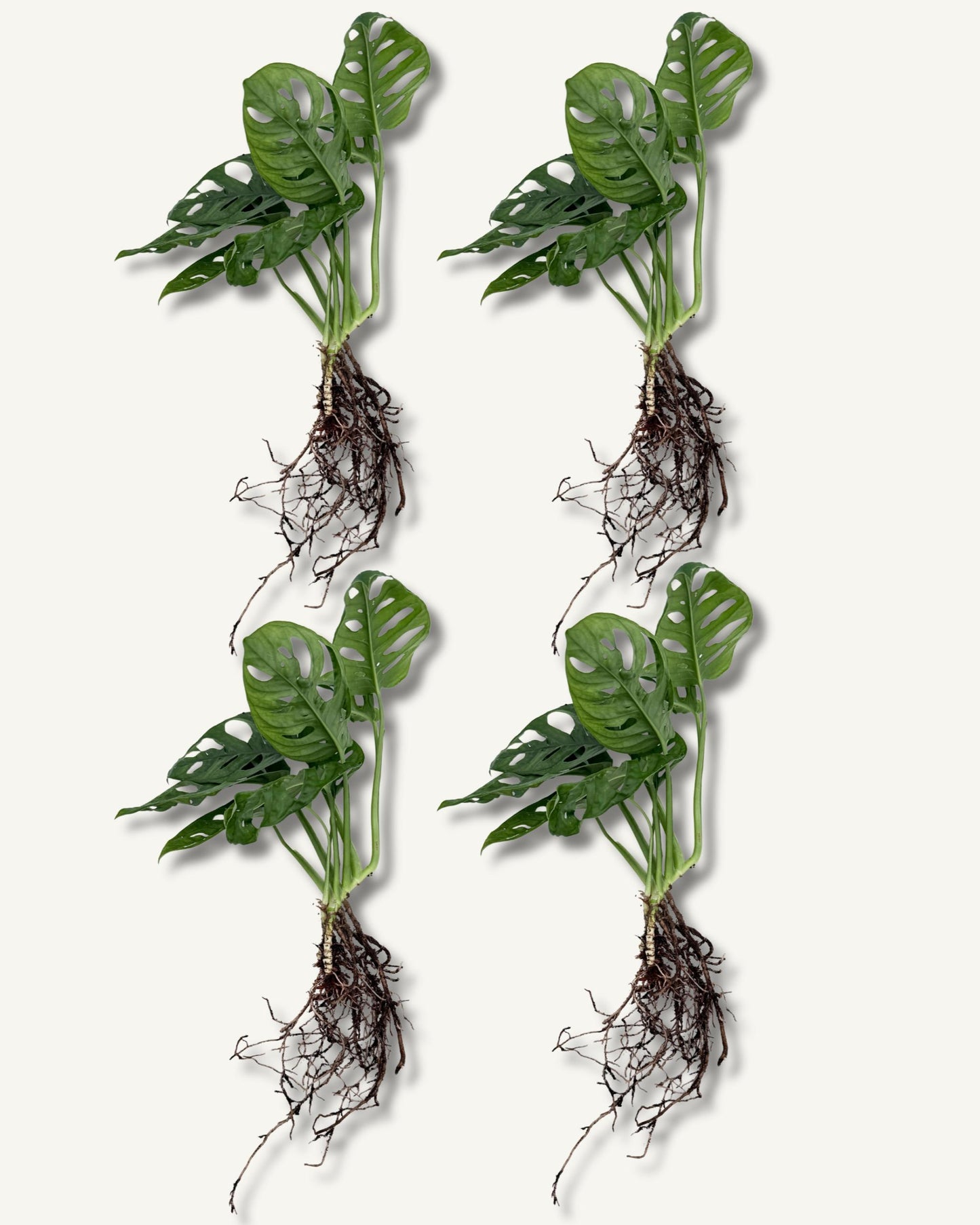monstera monkey face ableger 4er set