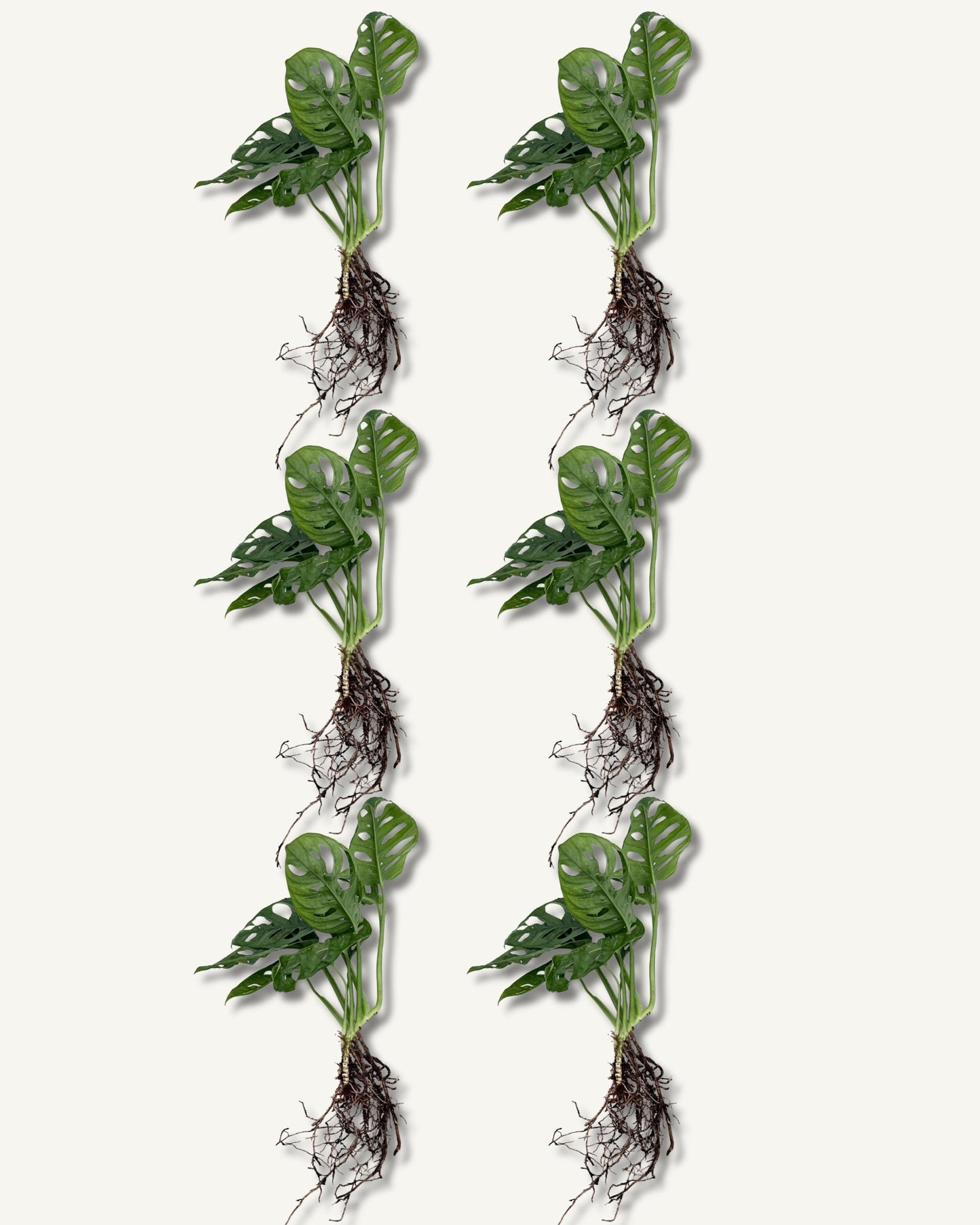 monstera monkey face ableger 6er set