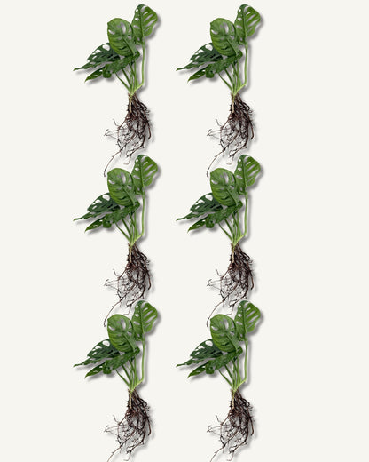 monstera monkey face ableger 6er set