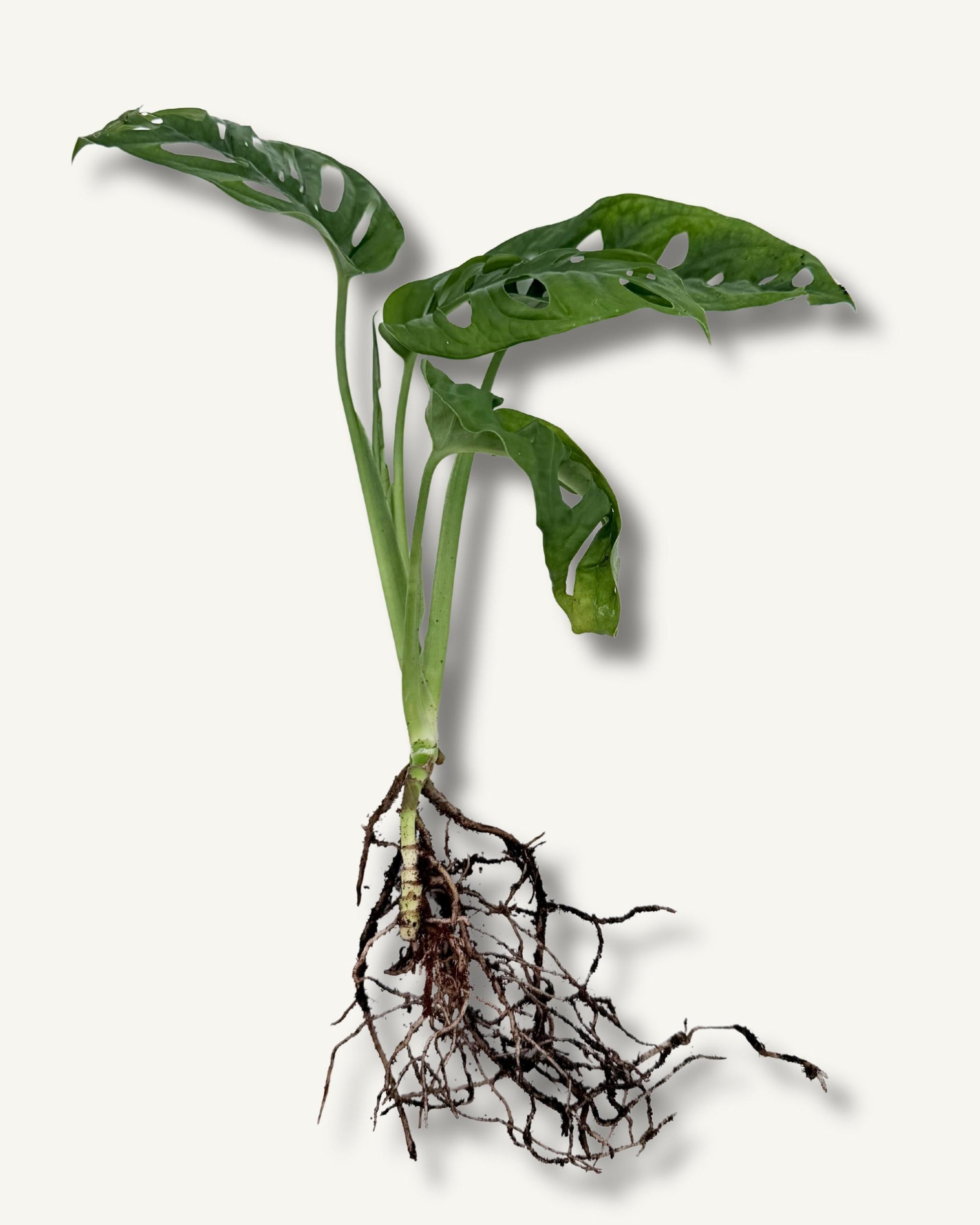 monstera monkey face ableger mittel