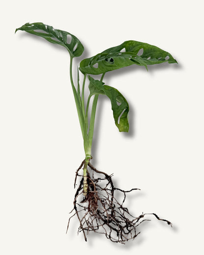 monstera monkey face ableger mittel