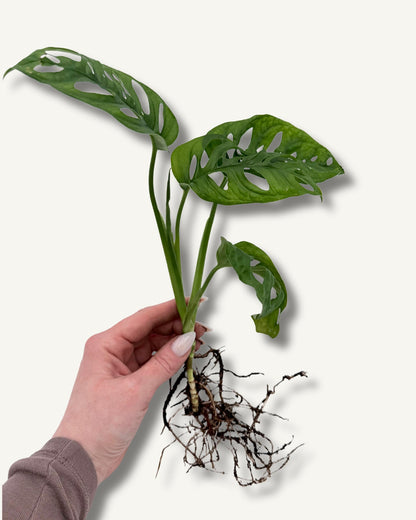 Monstera Monkey Face – Ableger in der Hand klein