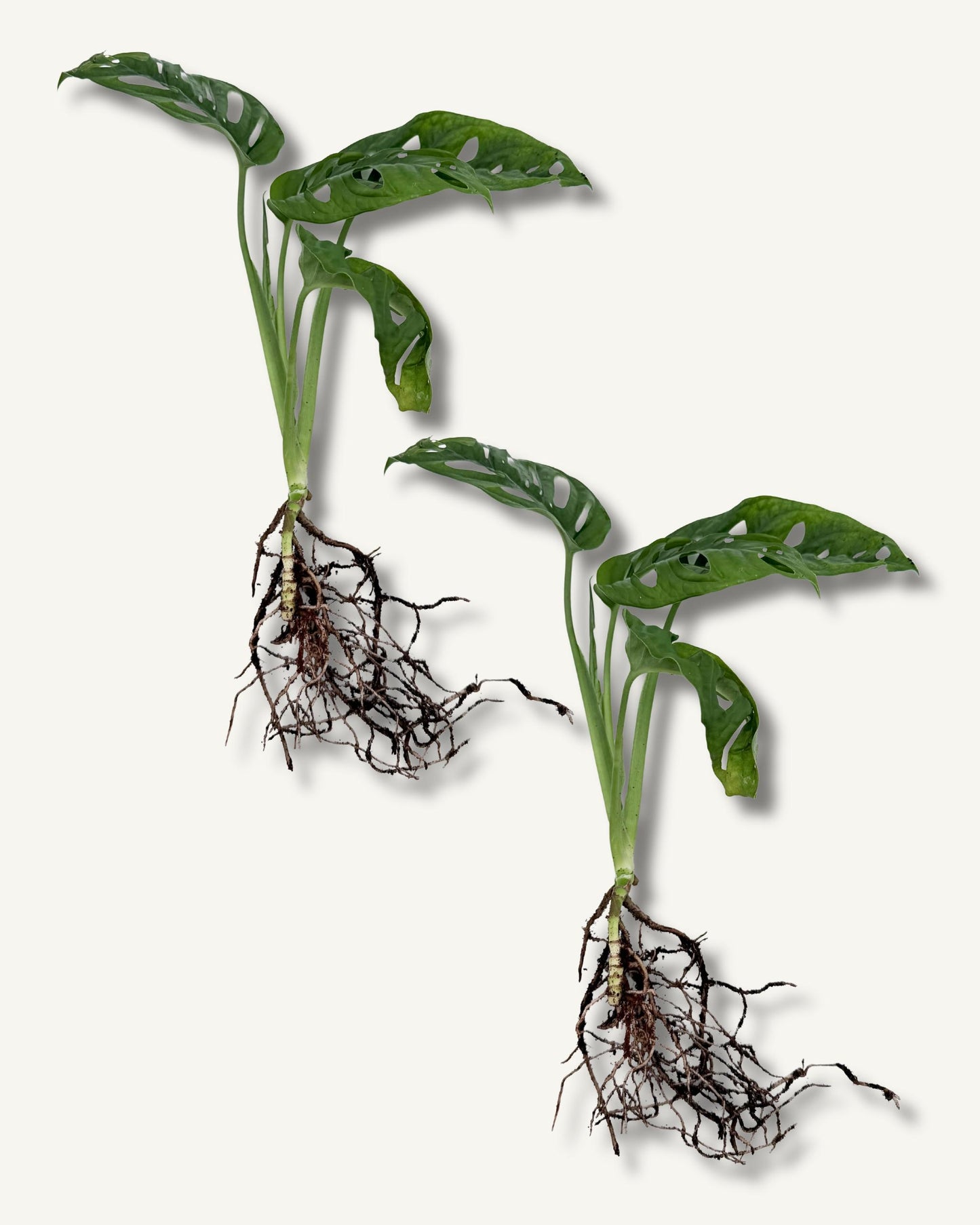 monstera monkey face ableger 2er set mittel