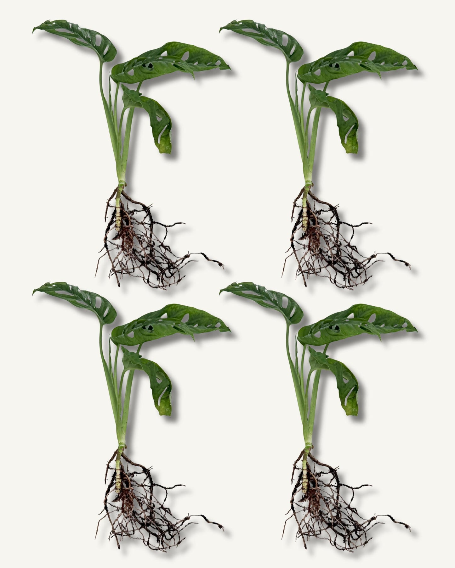monstera monkey face ableger 4er set mittel