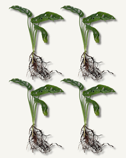 monstera monkey face ableger 4er set mittel