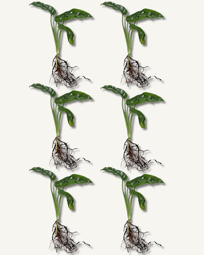 monstera monkey face ableger 6er set mittel