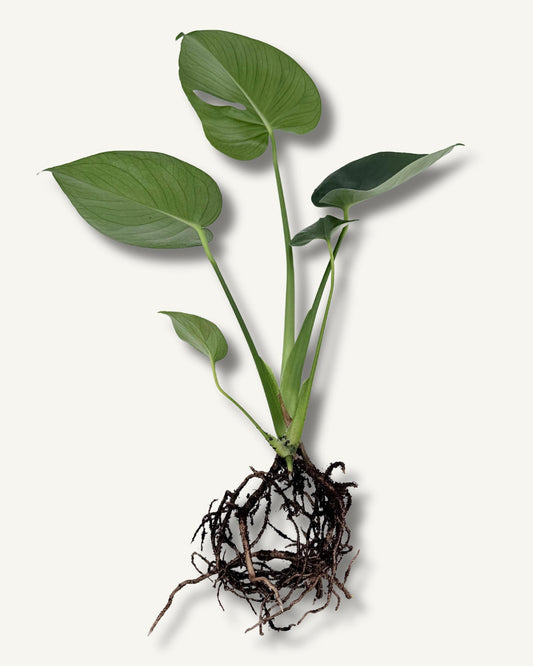 Monstera deliciosa (Fensterblatt) – bewurzelter Ableger