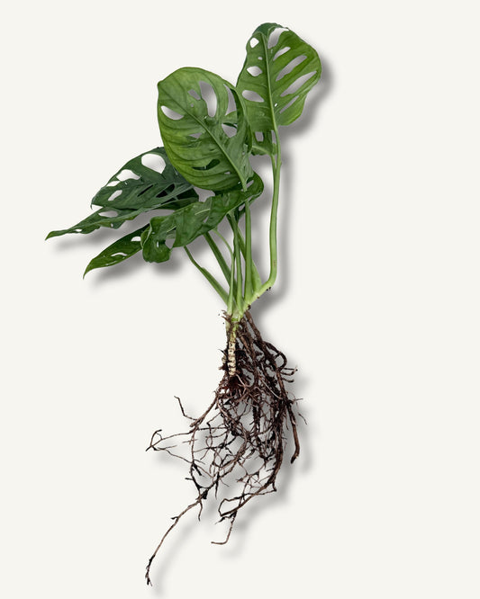 Monstera Monkey Face (Monstera adansonii) – bewurzelter Ableger