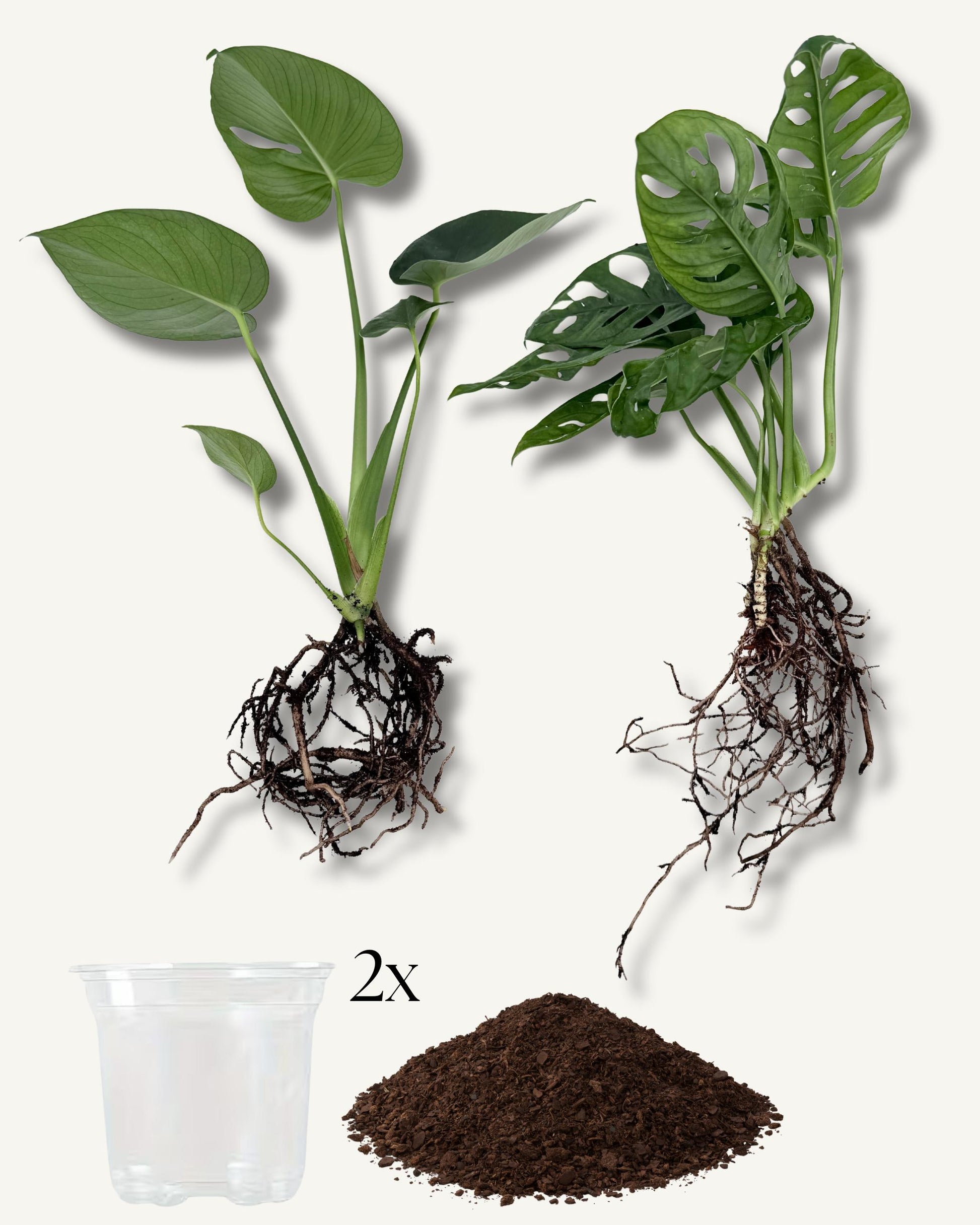 unsere monstera duos, tolles set mit erde und töpfe