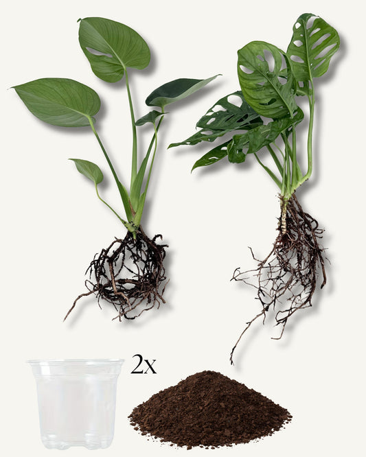 unsere monstera duos, tolles set mit erde und töpfe