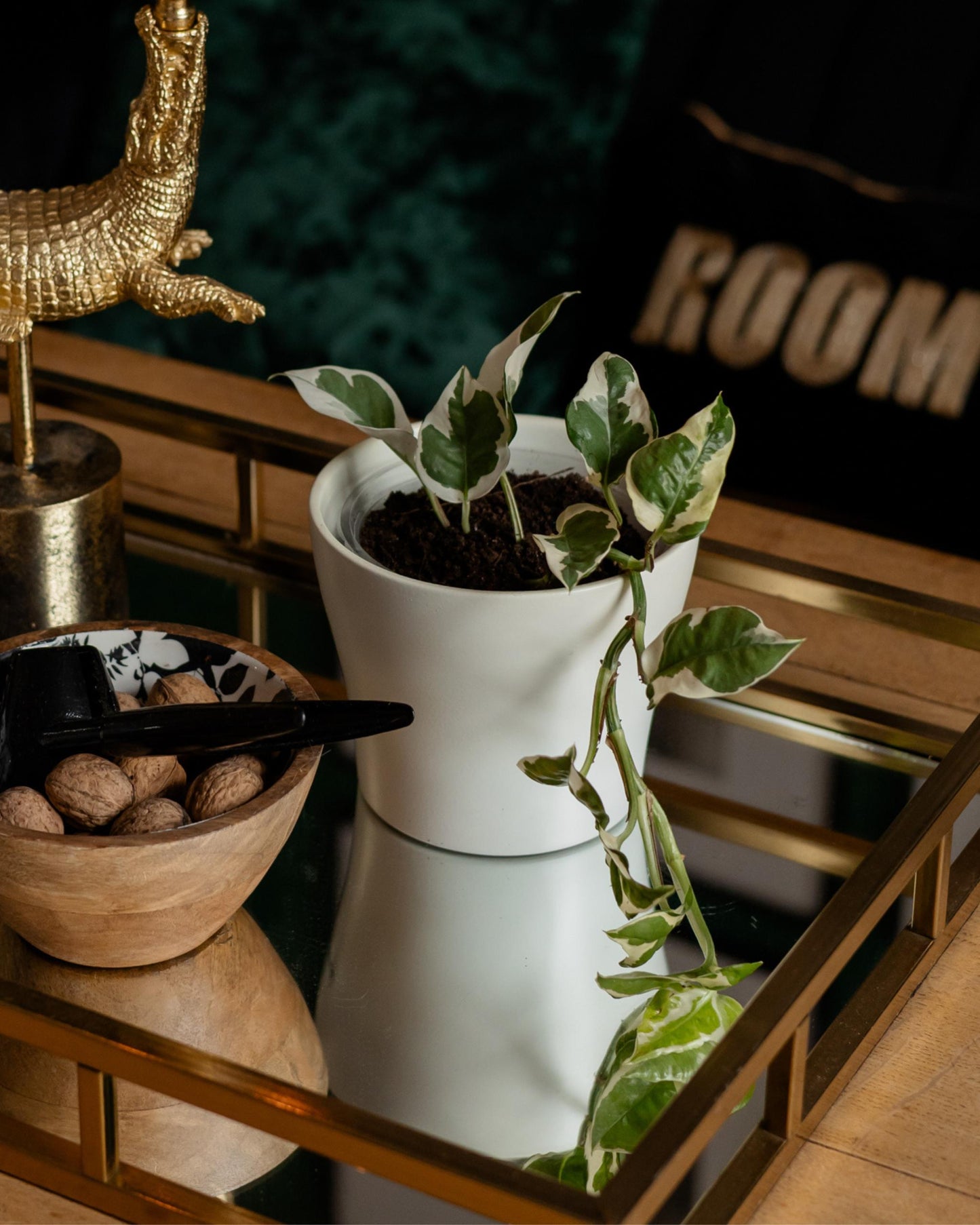 Efeutute njoy Ableger im Topf