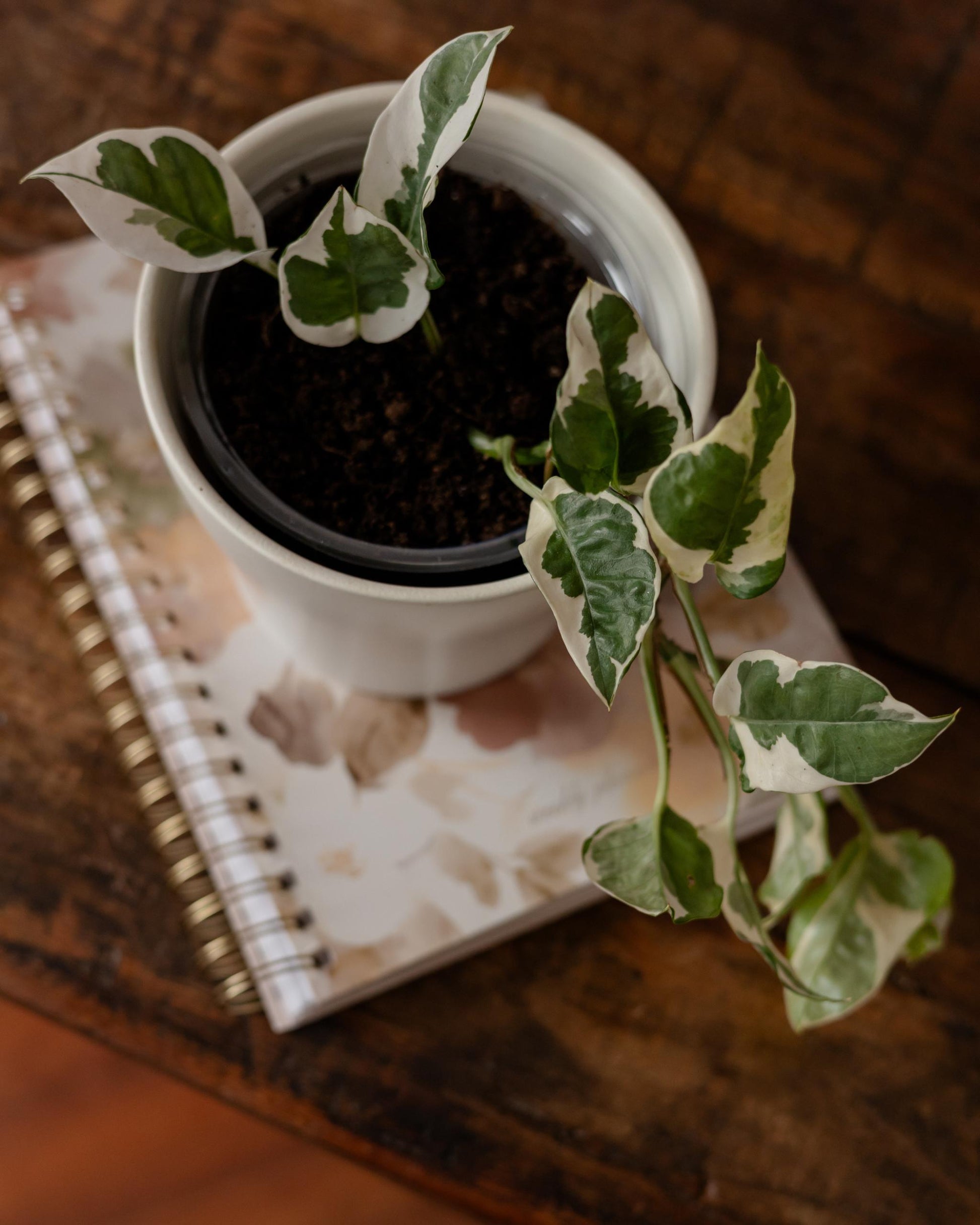 Efeutute Ableger im Topf dekorativ