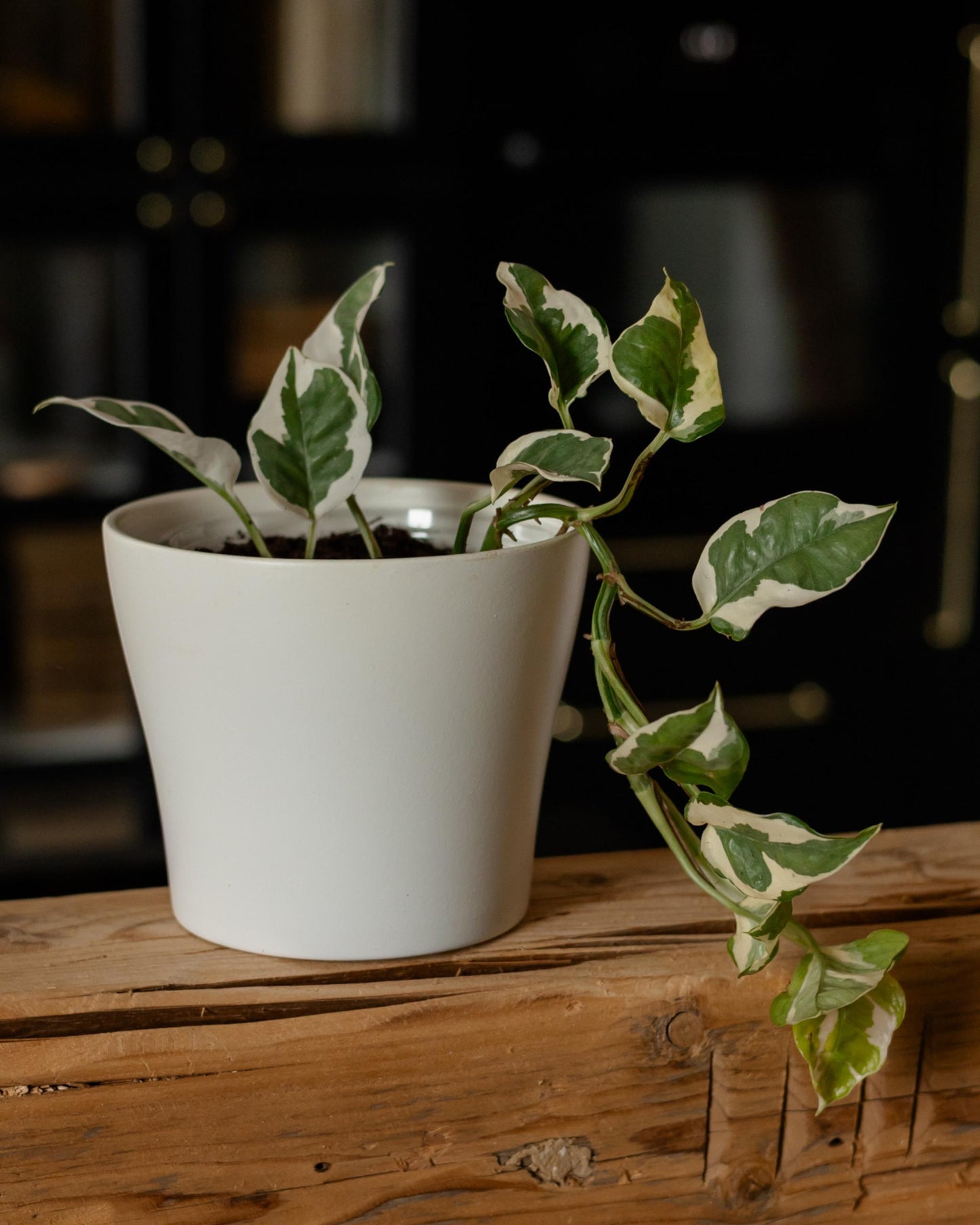 Efeutute Ableger im Topf